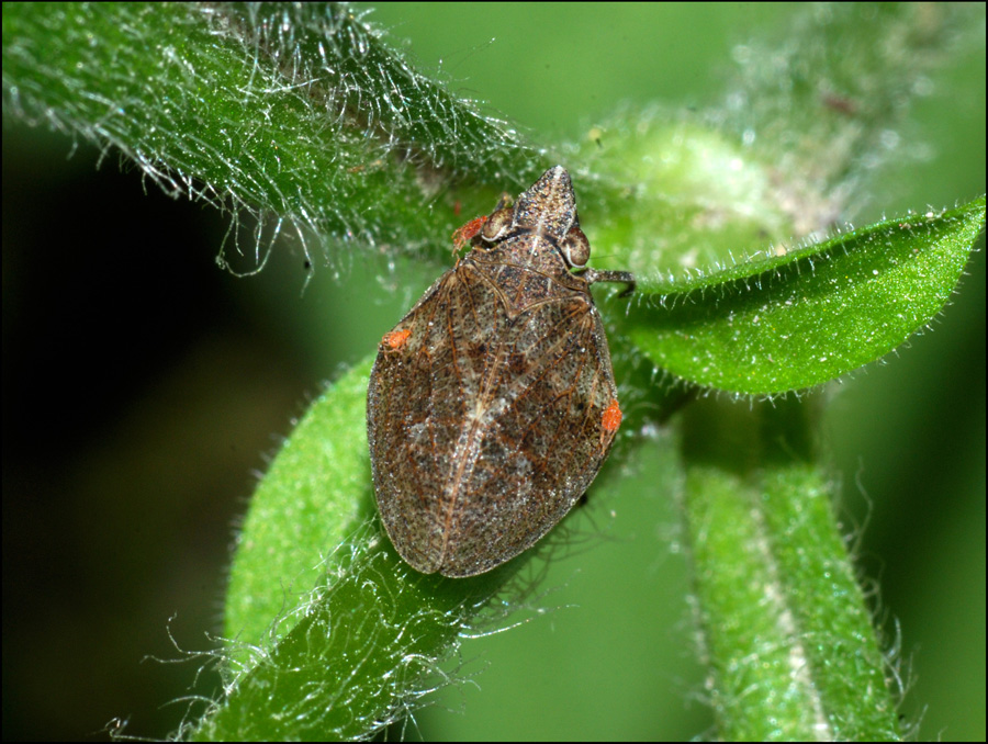 mycterodus cuniceps? Mycterodus sp.